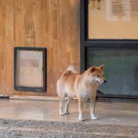 คาเฟ่น้องหมาชิบะ ที่เขาใหญ่🐕