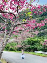 【沖縄】本部町 日本でいちばん早い桜まつりへ出掛けてみよう
