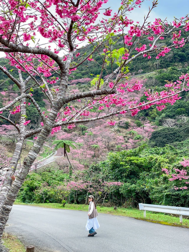 【沖縄】本部町 日本でいちばん早い桜まつりへ出掛けてみよう