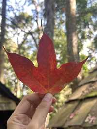 อุทยานแห่งชาติภูหินร่องกล้า