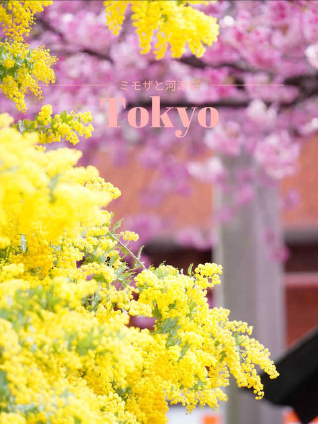 【東京×浅草】 ミモザと河津桜の大人気映えスポット！！