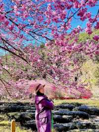 武陵農場櫻花滿開的景色不輸日本喔！