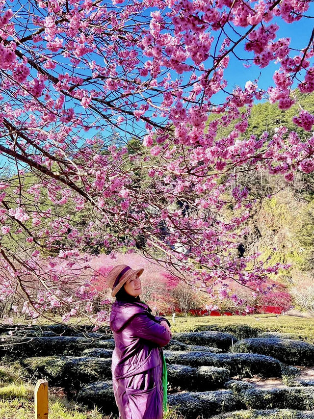 武陵農場櫻花滿開的景色不輸日本喔！