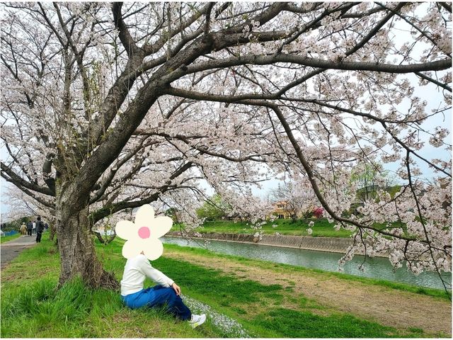 จุดชมซากุระ รอบๆเมือง Fukuoka