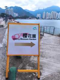 東涌期間限定的櫻花園