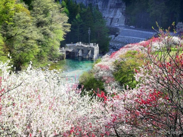 【長野県】日本一の花桃の里の桃源郷・阿智村