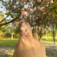 比日本櫻花更美🌸🌸武漢小眾賞櫻地點🤫