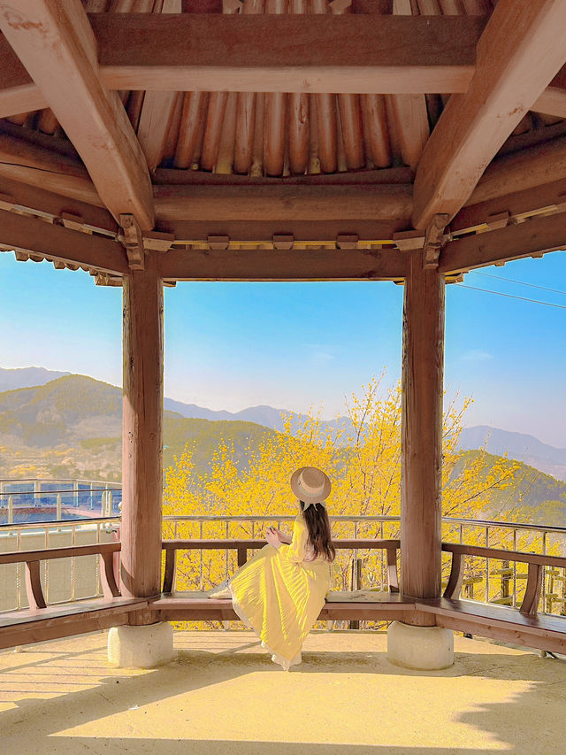 💛산수유가 보고 싶으면 꼭 가야 하는 곳💛