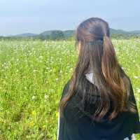 제주도 봄 여행 유채꽃 명소 <보롬왓> 🌼