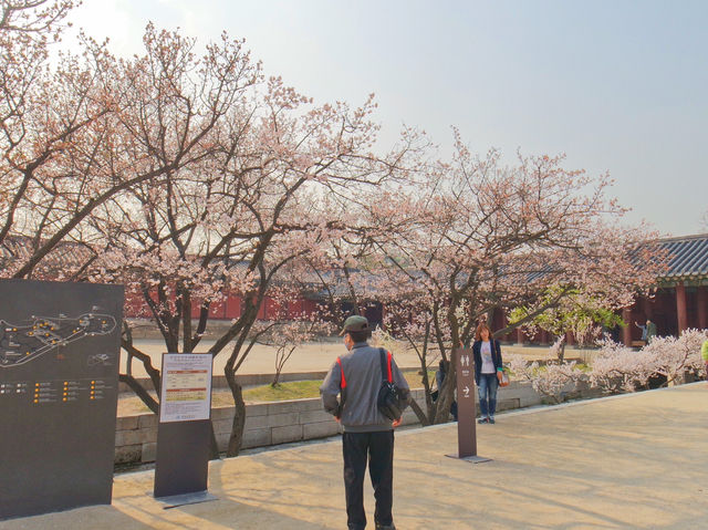 🌳봄꽃구경하며 나들이&데이트 하기 좋은 서울 창경궁🌸