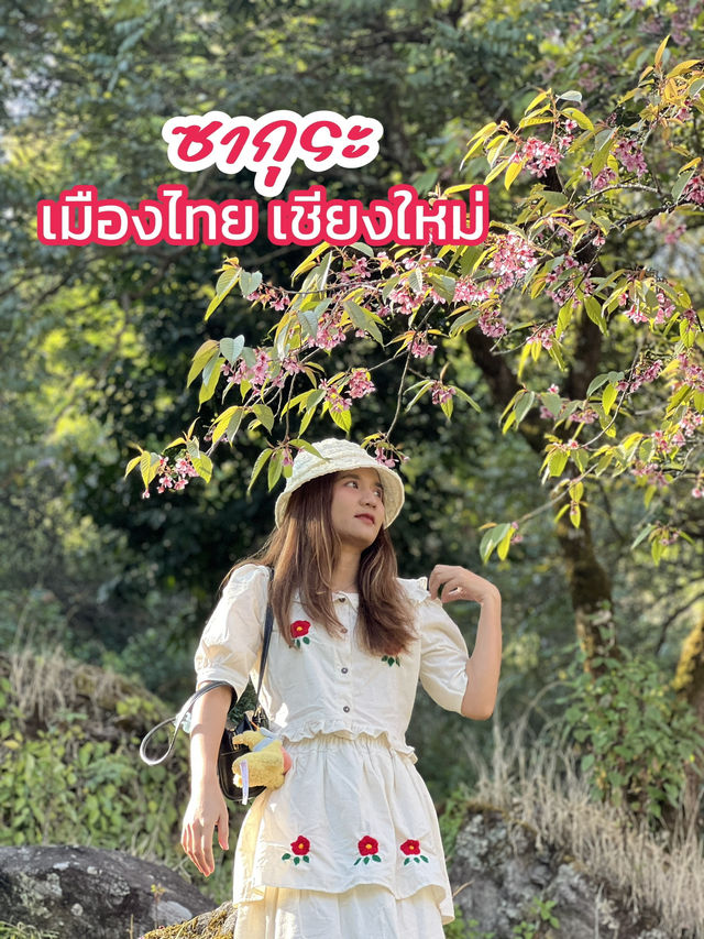 ซากุระ เชียงใหม่