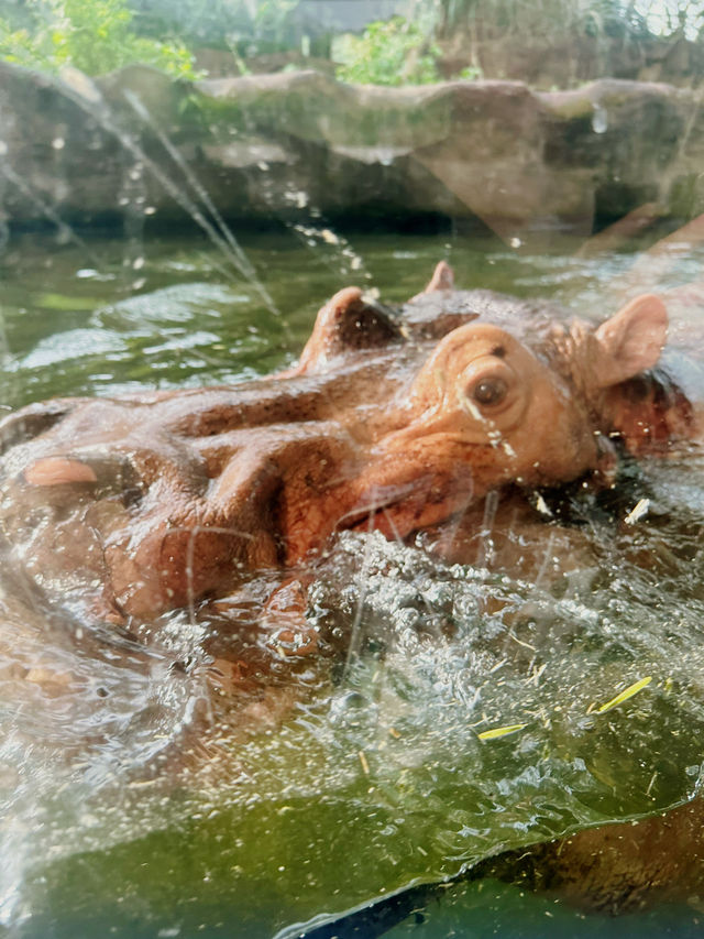 臺北市動物園🐾大人小朋友都啱玩地方