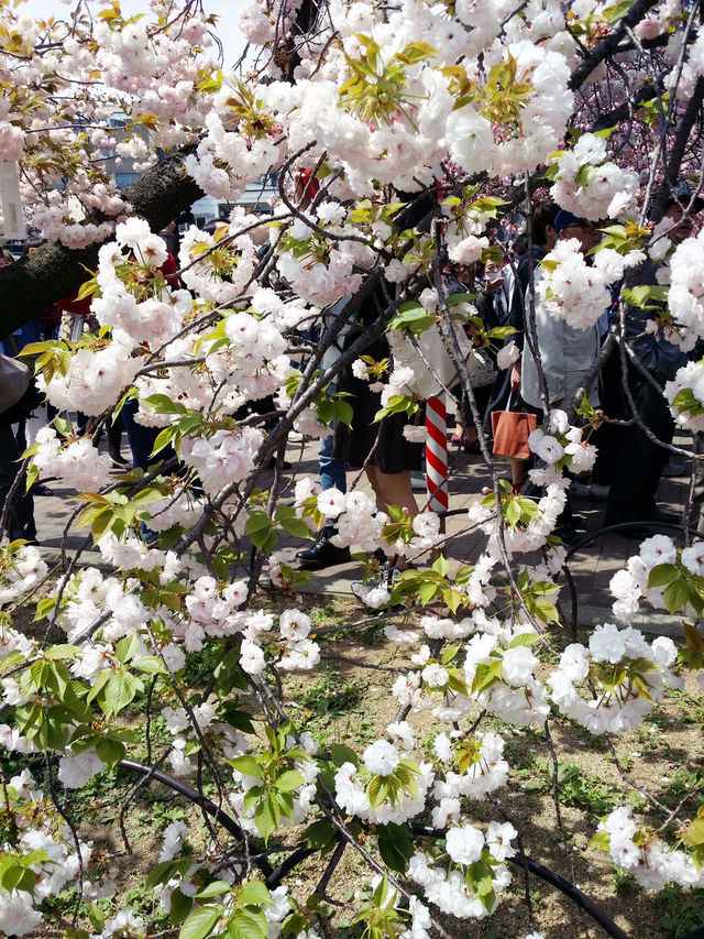 大阪賞櫻，千萬不要錯過🌸造幣局🌸