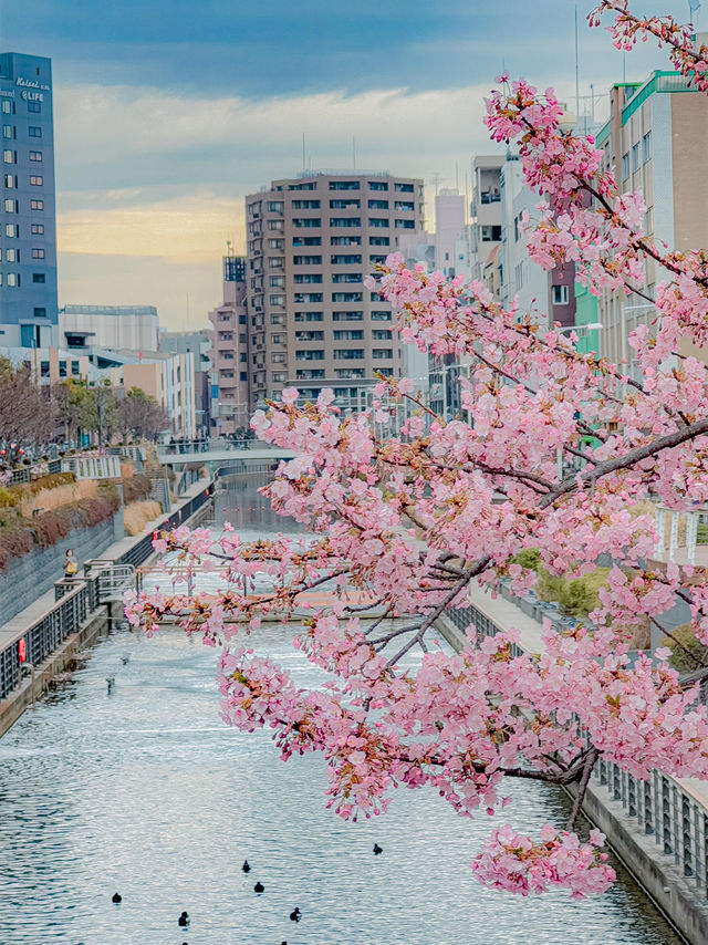 지금 도쿄에서 벚꽃을 볼 수 있는 곳 추천🌸
