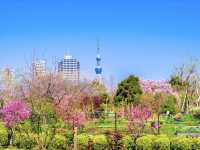 ชมซากุระ @Kiba Park, Tokyo