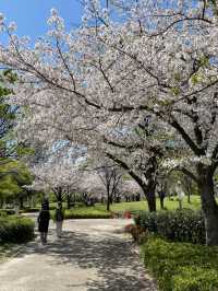 🇯🇵 大阪 🌸 扇町公園的松弛感