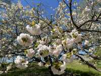 ชมซากุระที่ Maizuru Park สวนที่อยู่ใน Fukuok
