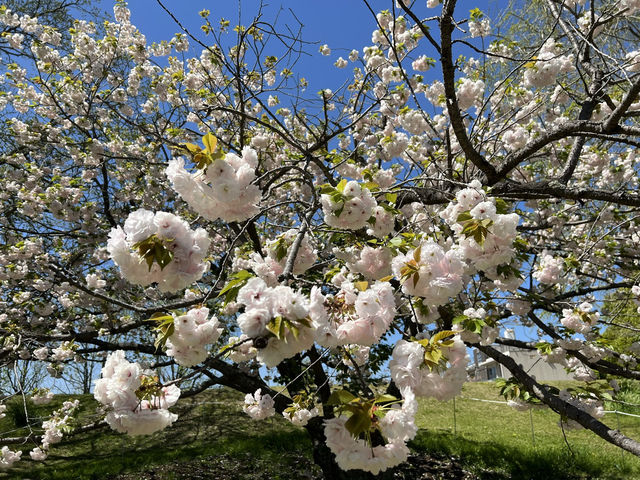 ชมซากุระที่ Maizuru Park สวนที่อยู่ใน Fukuok