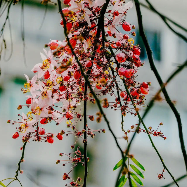 🌸 **櫻桃街公園櫻花觀賞分享** 🌸