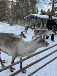 A visit to the Magical Reindeer Encounter in Lapland