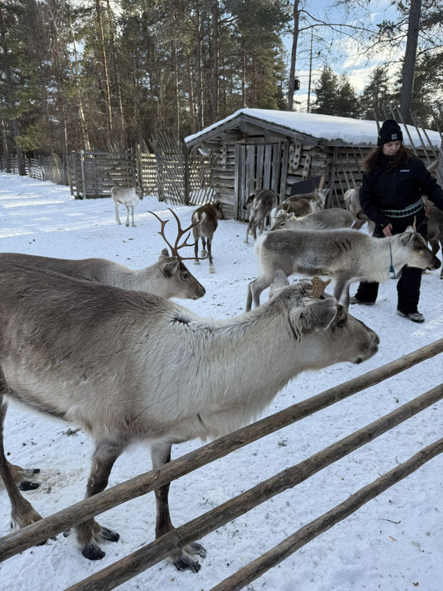 A visit to the Magical Reindeer Encounter in Lapland