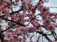 It’s a lucky day for an early cherry blossom in Kyoto 🌸