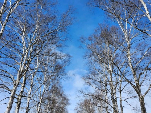 帯広の白樺並木