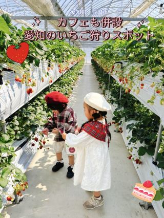 [Toyota City, Aichi Prefecture] Strawberry picking spot! Strawberry Farm Mifuné