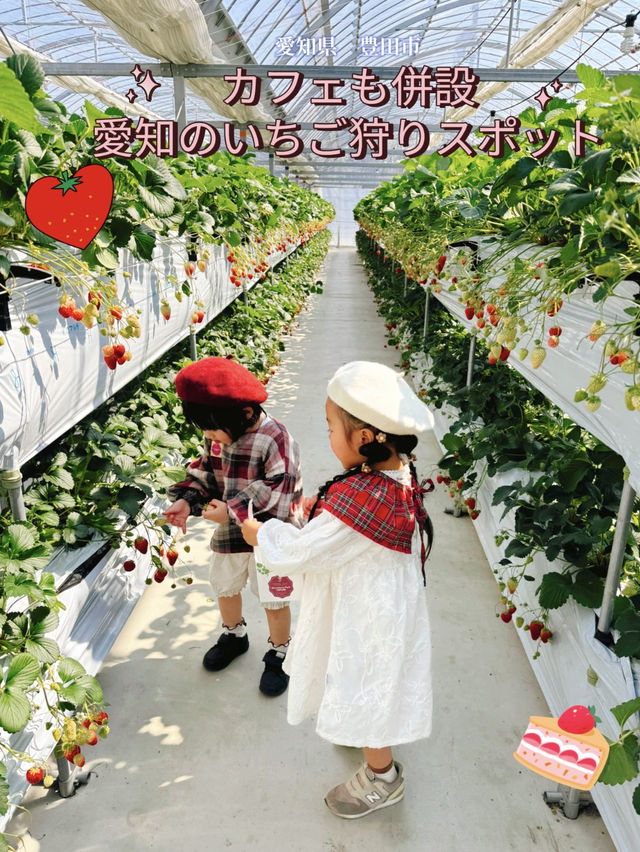 【愛知県豊田市】イチゴ狩りスポット！ストロベリーファームみふね