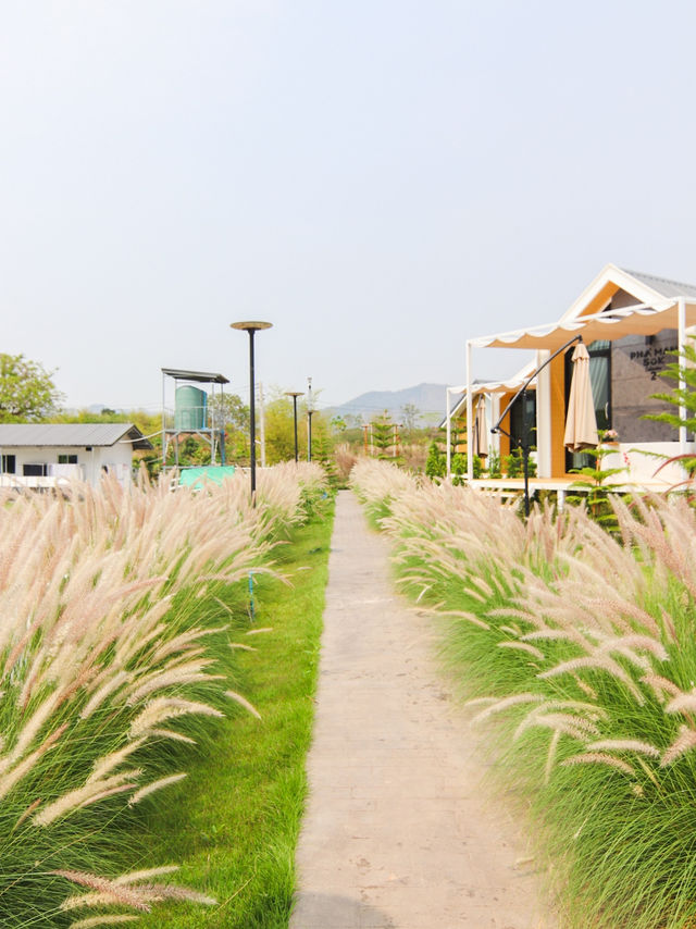 ผาม่านสุข ภูผาม่าน