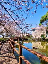 ONE OF THE BEST PLACE TO SEE CHERRY BLOSSOM !