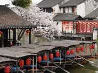 Chasing Jay Chou’s Footsteps: A Dreamy Morning in Xitang Under Cherry Blossoms