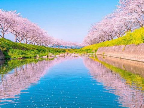 Chasing Sakura at Kusaba River at Daytime | Trip.com Chikuzen