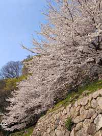 乘JR自由行賞花回憶