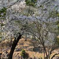 Donggung Palace and Wolji Pond, Gyeongju (#WoljiPondCherryBlossom)