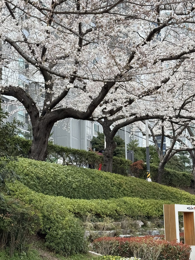 부산 도심속에서 떠나는 벚꽃여행 🎀
