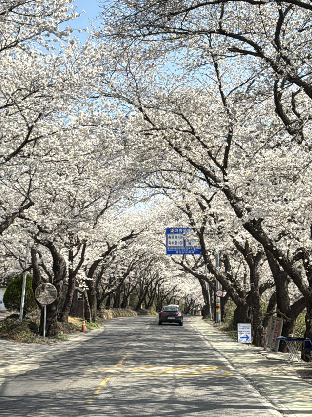 🌸지금가야하는 하동 십리벚꽃길🌸