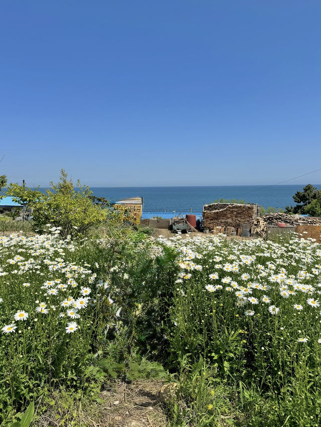 샤스타데이지가 예쁜 울산슬도💛