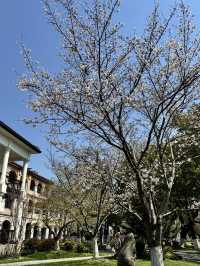 Historical University in Shanghai is blooming beautifully 