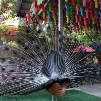 วัดพระขาว : วัดเทพพิทักษ์ปุณณาราม