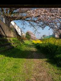 調布・野川の桜🌸 静かに楽しむ春の散歩道