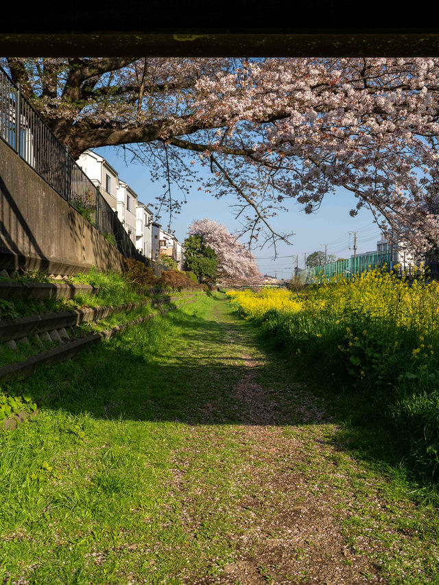 調布・野川の桜🌸 静かに楽しむ春の散歩道