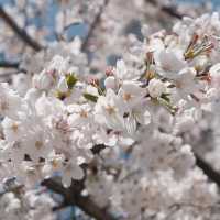 Oriental Pearl Tower Cherry Blossoms Where Pink Petals Meet the City’s Most Iconic Skyline