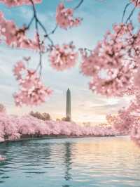 ワシントンD.C.春の絶景｜2025年桜まつり完全ガイド🌸