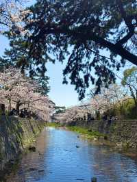 【夙川河川敷緑地｜桜の名所100選に選ばれた、春だけの絶景さんぽ道🌸】