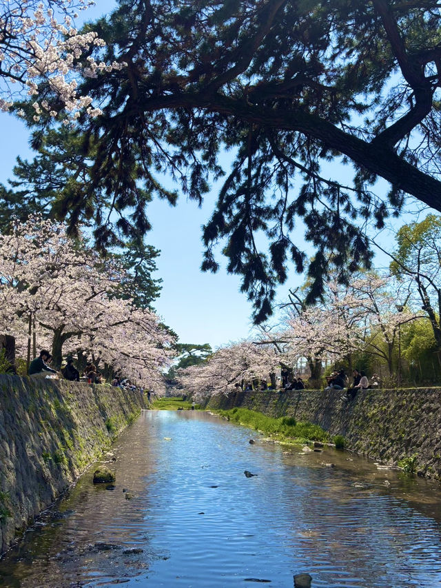 【夙川河川敷緑地｜桜の名所100選に選ばれた、春だけの絶景さんぽ道🌸】