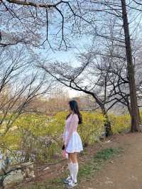 우리동네 노을 + 벚꽃 명소 🌸🧡