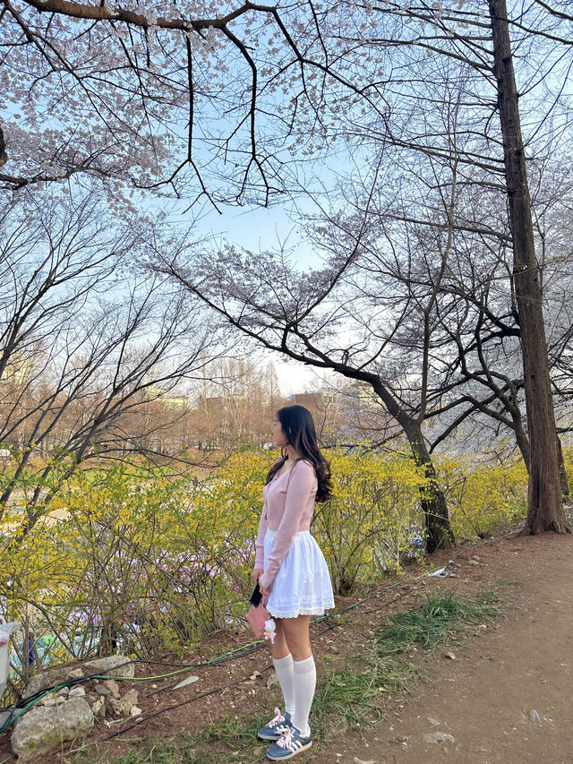 우리동네 노을 + 벚꽃 명소 🌸🧡