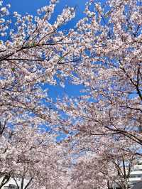 Cherry Blossoms in Full Bloom! Wakamiya Ōji, Kamakura