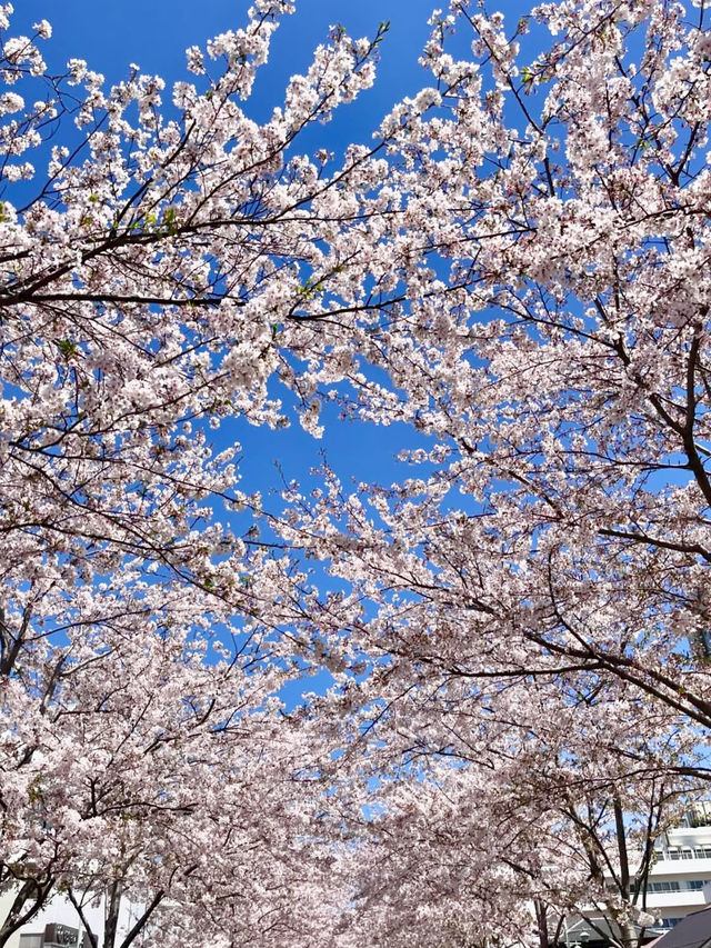 Cherry Blossoms in Full Bloom! Wakamiya Ōji, Kamakura